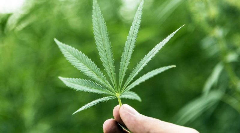 Getting Help For Cannabis Abuse Treatment